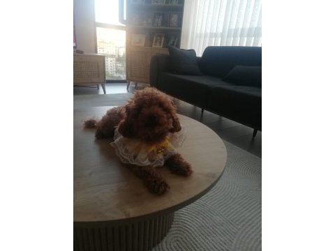 Toy poodle köpeğimiz