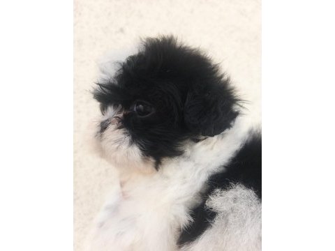 Kalite ve özeli isteyenlere shih tzu