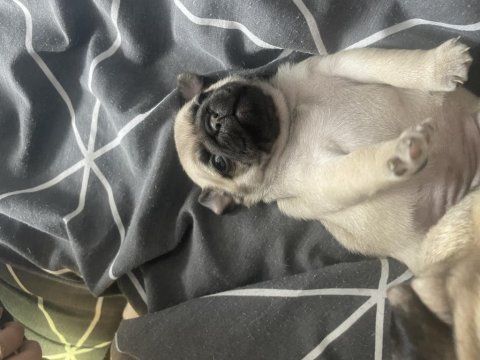 1 aylık pug mops bebekler