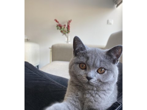 British shorthair 4 ayşlık