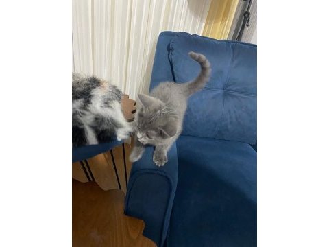 Safkan british shorthair