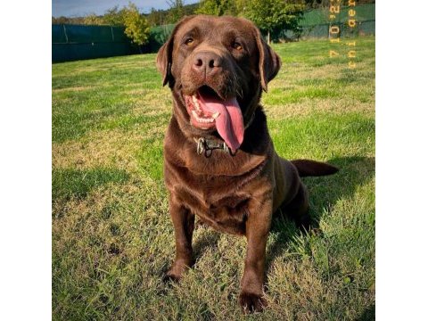 Kıf şecereli çikolata labrador yavrular