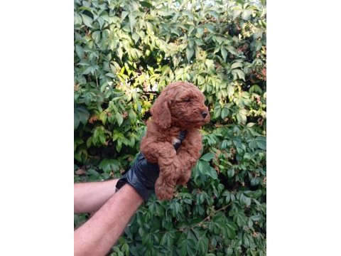 Irk ve sağlık garantili red brown poodle bebeklerimiz