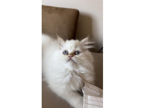 Safkan persian egzotik longhair