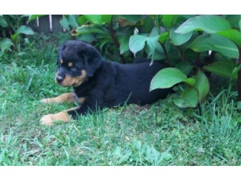 Elit patiler farkıyla rottweiler yavrular