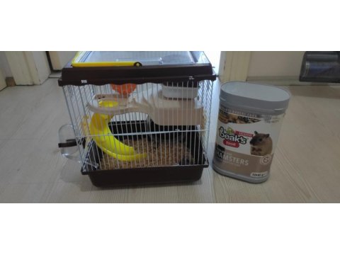 Cüce dişi hamster