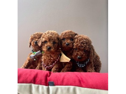 Toy poodle orjinal ırk yavrular 