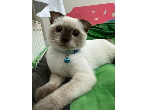 Ücretli scottish fold 5 aylık