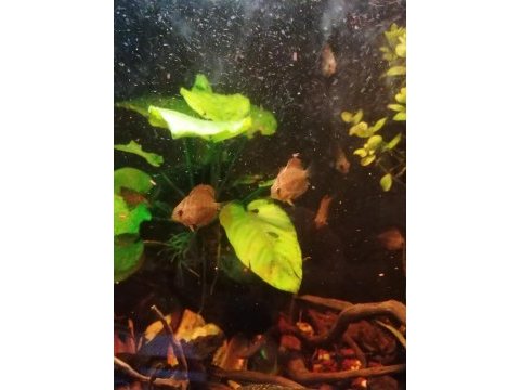 Yavru diskus kribensis vatoz çöpçü beta