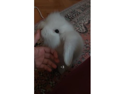 Sahibinden yavru tavşan
