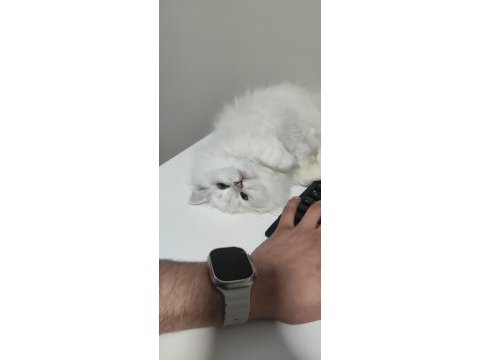 British longhair 4 aylık