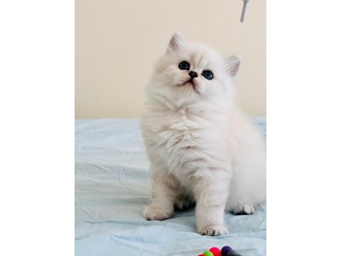 Yılbaşı çiçekleri british longhair