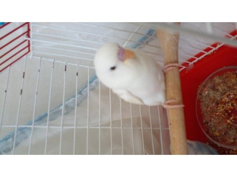 Yavru cins muhabbet kuşu