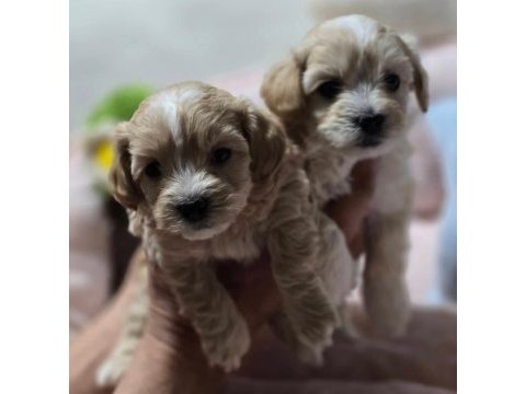 Maltipoo  yavrularımız 