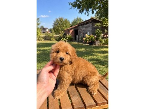 Red maltipoo kızımız