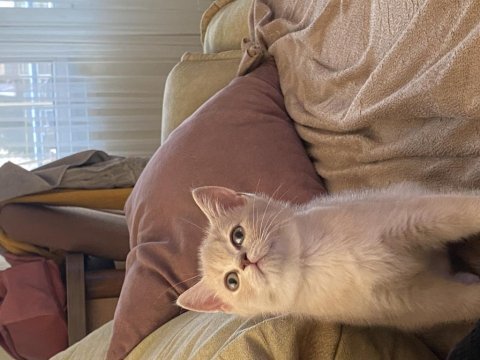 Son kalan erkek british shorthair