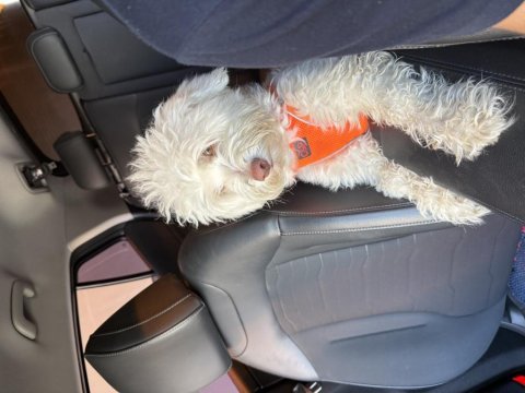 Terrier köpeklerimizi sahiplendirme