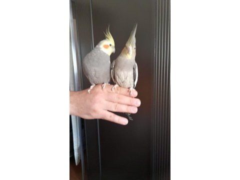 Sultan papağanı çiftte yavru da mevcuttur