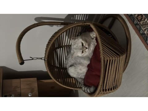 Safkan sağlıklı british silver shorthair !