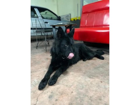 Solid black siyah alman çoban köpeği üst düzey bir yavru