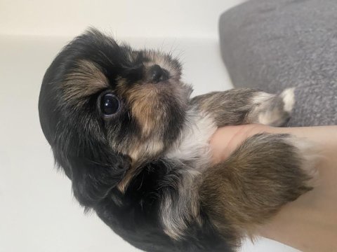 Black-tan şitsu erkek yavrumuz yeni yuvasını arıyor
