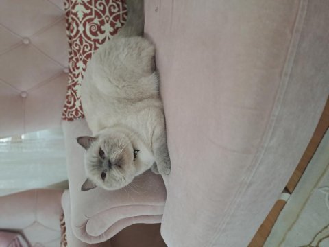 British shorthair blue point