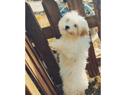 Maltipoo pamuk yavrularımız