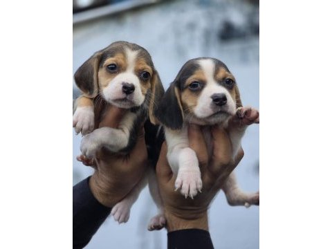 Ruhsatlı çiftliğimizden a kan beagle yavruları
