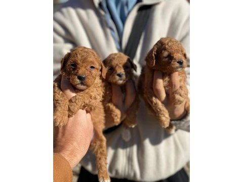 2 aylık poodle yavrularımız