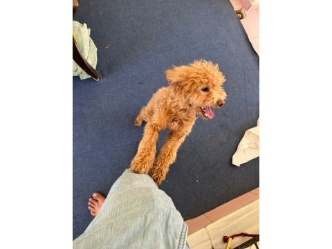 Acil cipli 8 aylık poodle