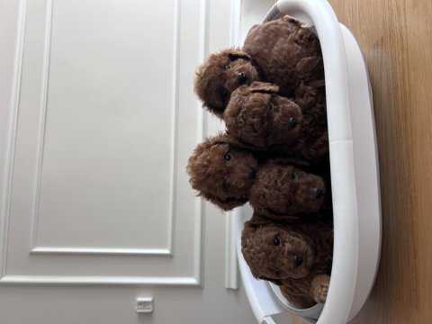 Kore kanı red brown poodle yavrular