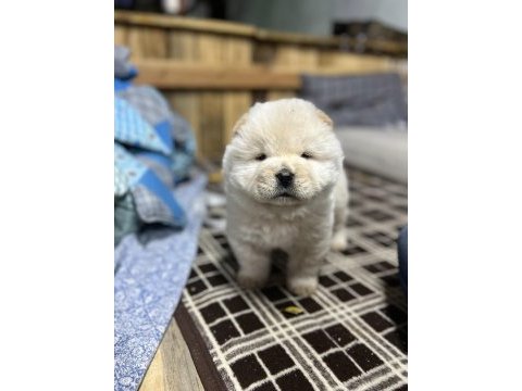Türkiyenin en büyük chow chow çiftliğinden
