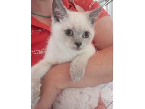Gümüş british shorthair