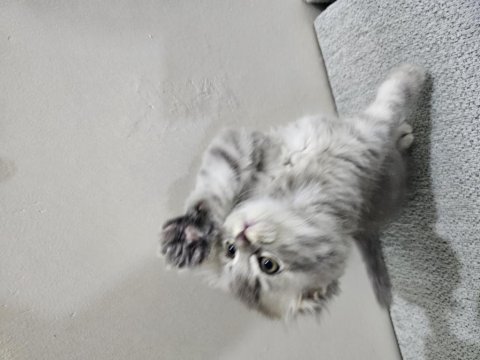 56 günlük scottish fold dişi ve erkek yavrular