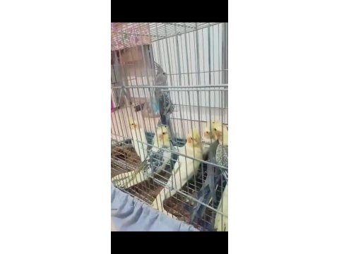 Kendi üretimhanemizden çift yada yavru sultan papağanlar