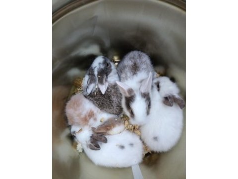 İstanbul kartal 20 yavru, 4 yetişkin erkek tavşan