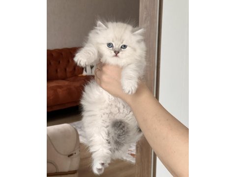 Blue point mavi göz british longhair yavrum