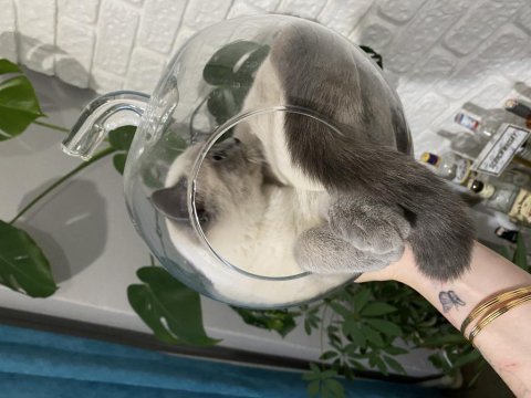 British shorthair bluepoint dişi