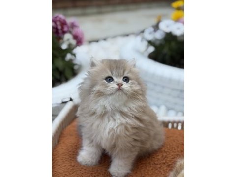 Muhteşem british longhair ve british shorthair yavrular