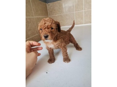 0 numara toy poodle yavrularımız