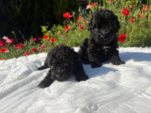 1 erkek 1 dişi maltıpoo yavrularımız siyah renk