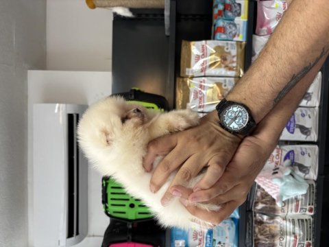 Pomeranian boo prensesimiz