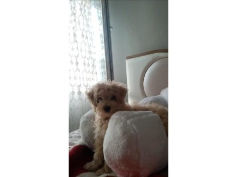 4 aylık maltipoo sahiplendirilecektir
