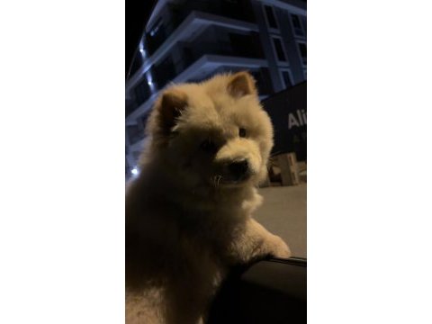Chow chow yavrusu