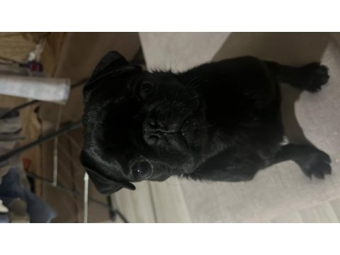 5 aylık dişi siyah pug