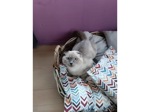 Acil yeni yuvasını arıyor scottish fold