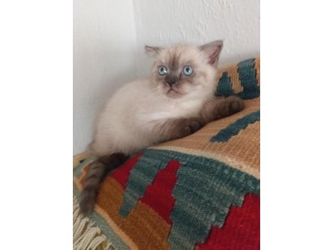 2 erkek british shorthair