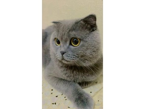 British shorthair duman uslu ev kedisi