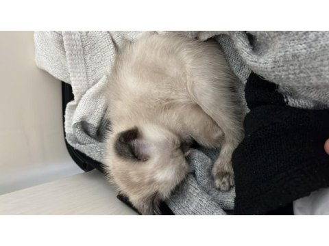 Çok uysal ve sevecen british shorthair