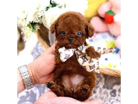 Maltipoo kore bebişler